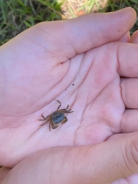 ふくしのなら/カニ見つけた！