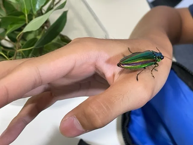 ふくしのなら/夏休みの貴重な昆虫採集