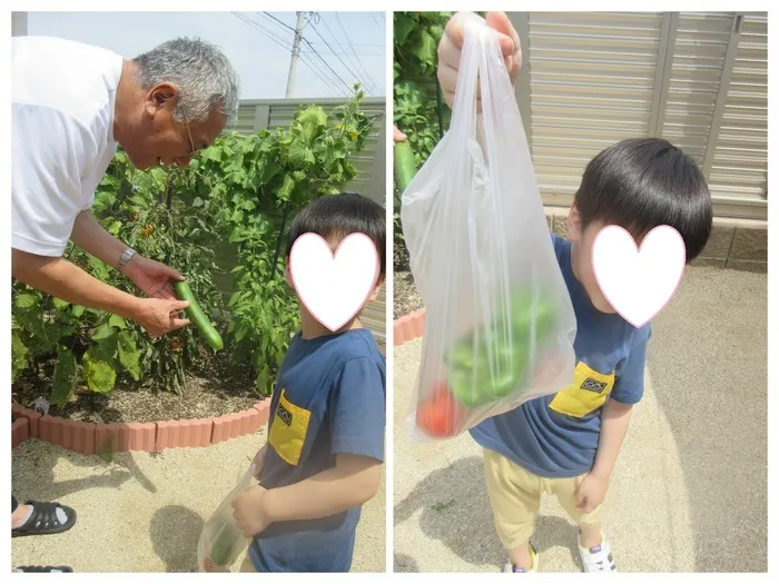 なごやかな森　横尾/収穫🥒🍅