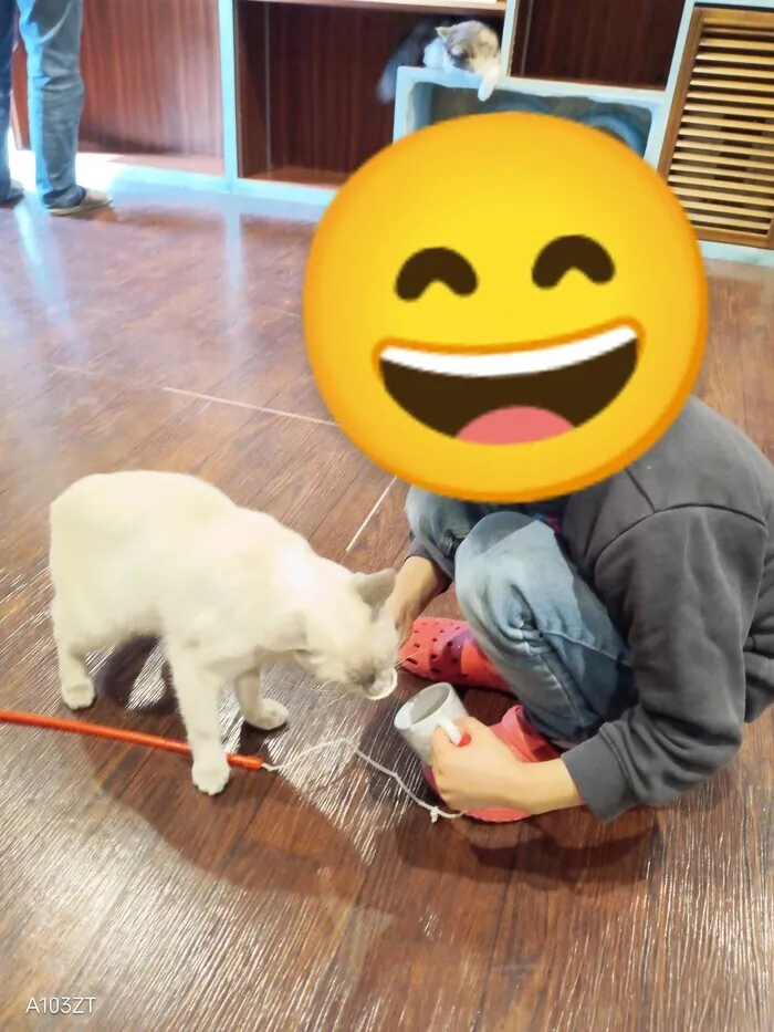 こぱんはうすさくら横浜本牧教室/猫カフェに行こう！
