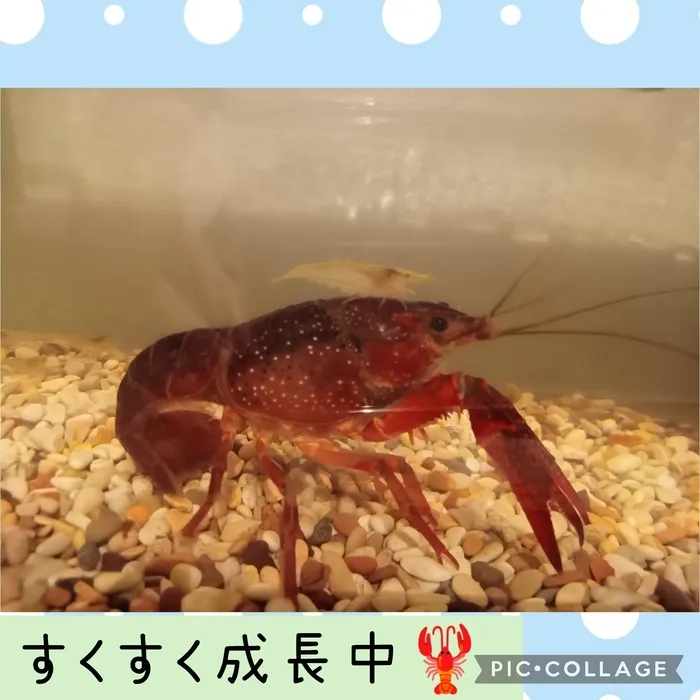 ウィズ・ユー仲町台/すくすく成長中🦞