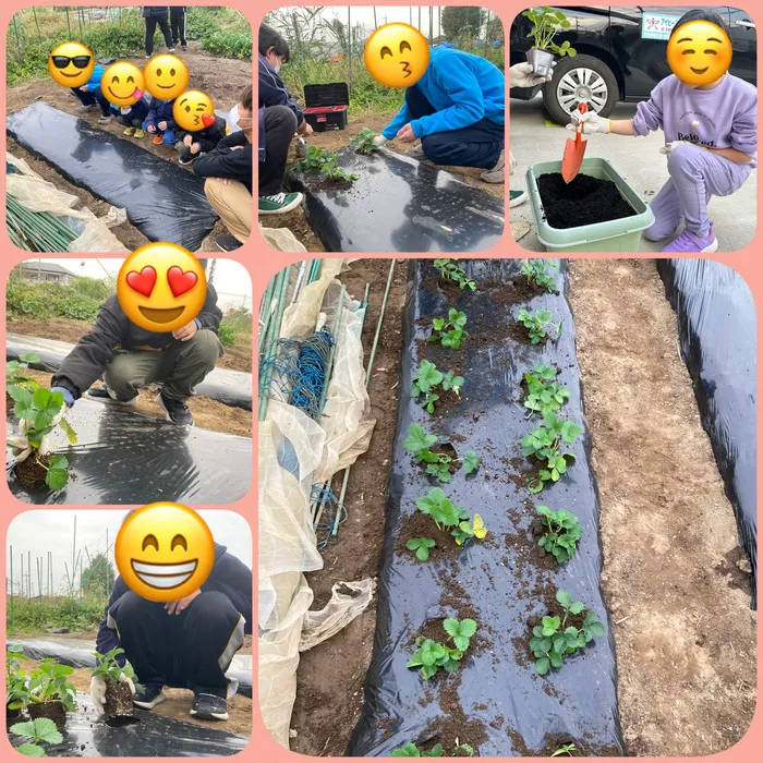 アイビー三郷/畑で苗植え🌱