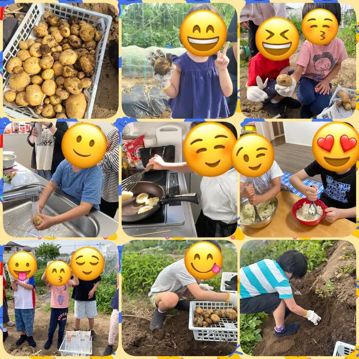 アイビー三郷/じゃがいも収穫🌱🥔