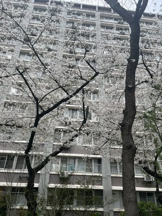 Chou Chou（シュシュ）若干空きあります。集団療育・個別療育ともに充実!!/サクラ咲く🌸