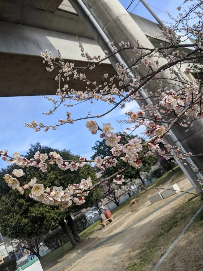 Chou Chou（シュシュ）若干空きあります。集団療育・個別療育ともに充実!!/桜の開花！？