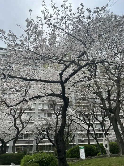 Chou Chou(シュシュ)　若干の空きあります。集団療育・個別療育ともに充実!!/サクラ咲く🌸