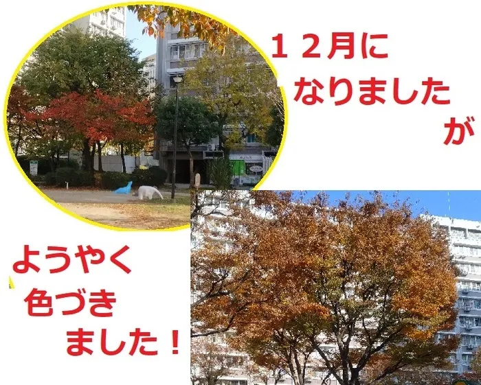 Chou Chou(シュシュ)　若干の空きあります。集団療育・個別療育ともに充実!!/木々が色づきました！