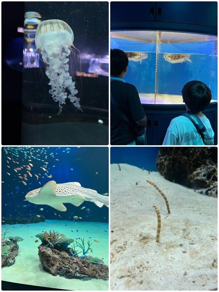 コモンチャイルドケア/マリホ水族館とお買い物🐠💰