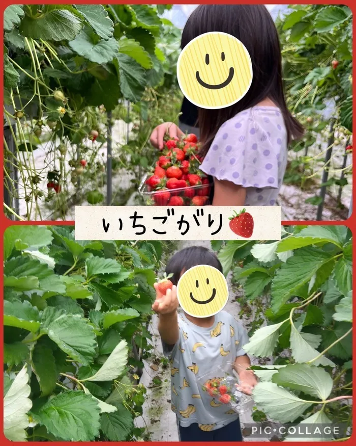 児童発達支援・放課後等デイサービス やわら時津店/いちごがりに行きました🍓