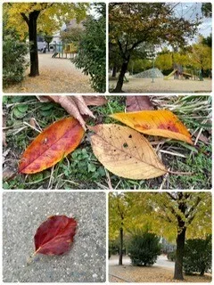 放課後等デイサービス Lil'Ful      【送迎あり】【問い合わせ随時受付】/公園は秋色🍁🍂