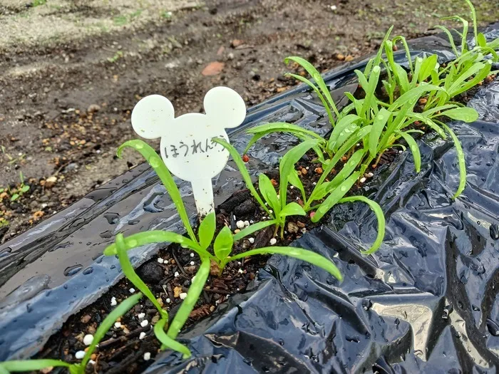 ほうれん草や人参・玉ねぎが芽を出してきました