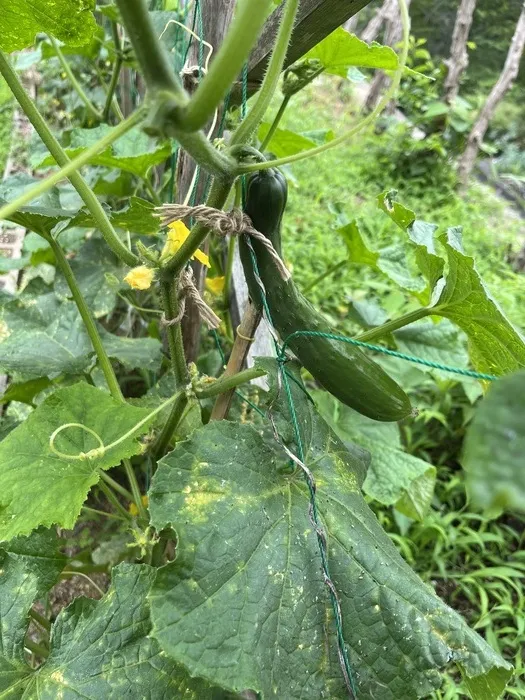 あそび王国　勝央事業所/🍅大収穫🥒