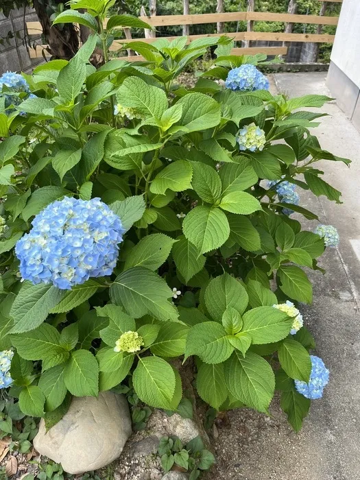 あそび王国　勝央事業所/紫陽花が咲きました