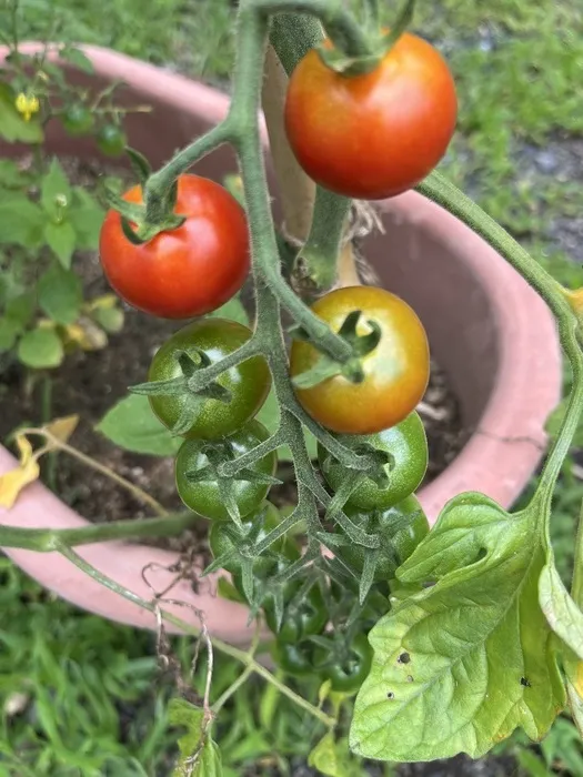 あそび王国　勝央事業所/今日の収穫🍅