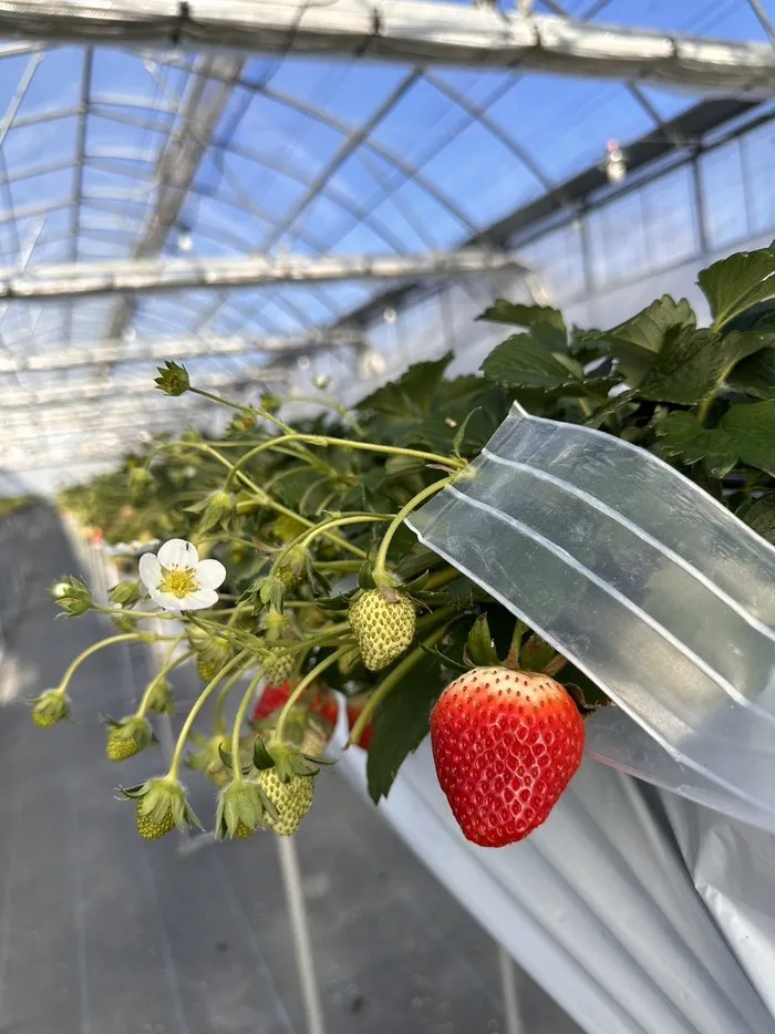 ブロッサムジュニア柏木教室/イチゴ農園🍓✨