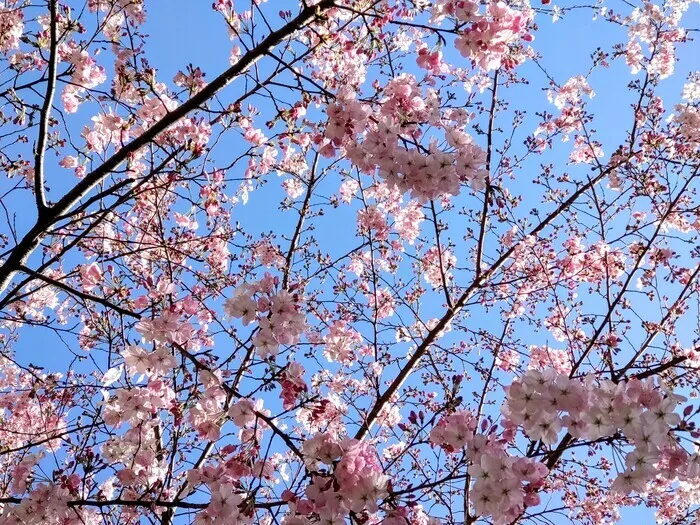 ワールドキッズ水天宮教室/新年度になりました