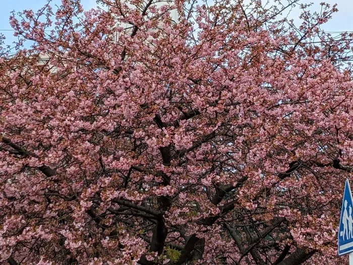 ぽてと/🌸もうすぐ開始🌸