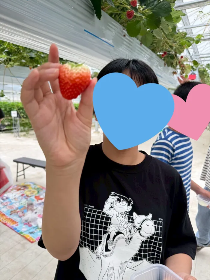 わいわいハウス/いちご狩り🍓