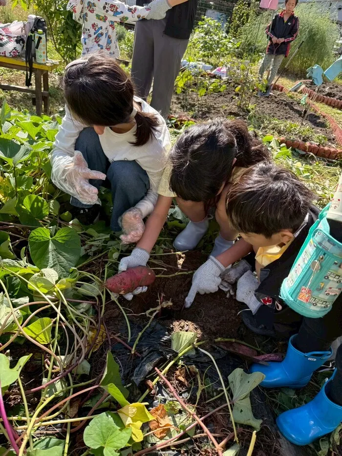 わいわいハウス/畑で育てた芋掘りを行いました🍠