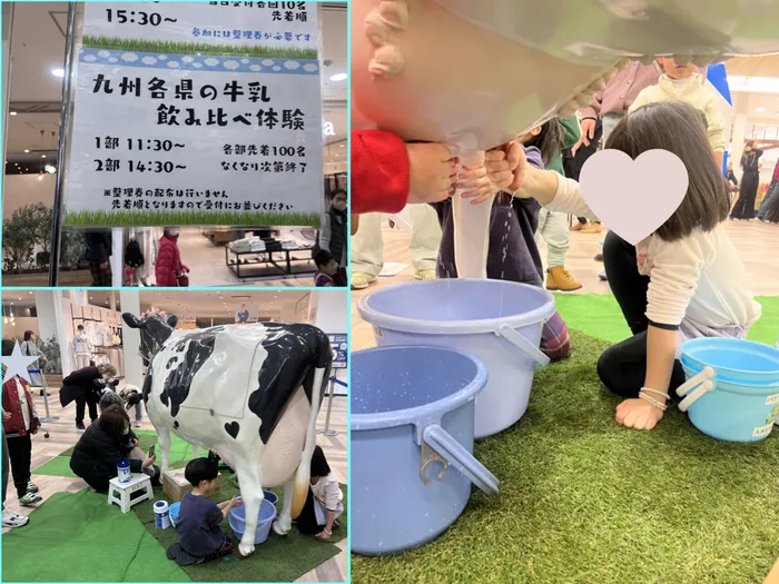 ココノハーツ福岡太宰府教室/🐮ミルク祭りへ〜乳搾り体験&飲み比べ〜🐮