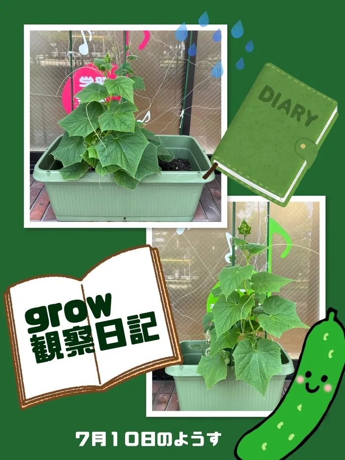 grow【空きあり】/【grow】きゅうちゃん観察日記part3🥒🔍