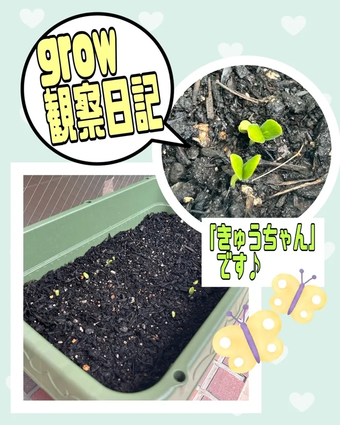 grow【空きあり】/【grow】きゅうちゃん観察日記🌱