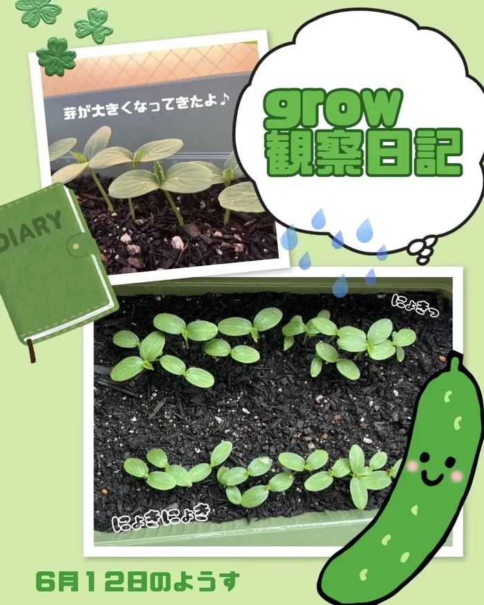  grow【空きあり】/【grow】きゅうちゃん観察日記 part2🥒🔍