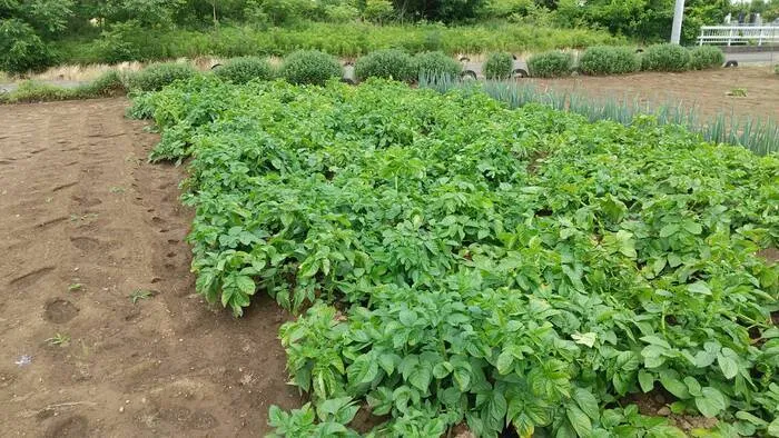 ふくろう広場IWAMOTO つくば 高山教室/今週土曜日は待ちに待ったジャガイモ堀り🥔✨