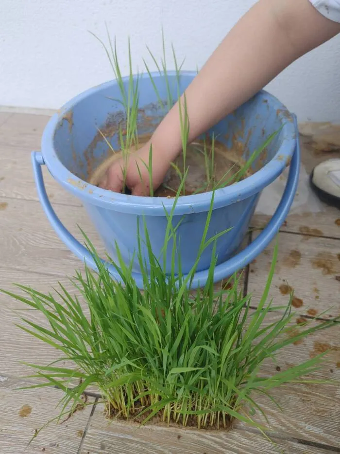 ふくろう広場IWAMOTO つくば 高山教室/たかや米（まい）を育て始めました🌾