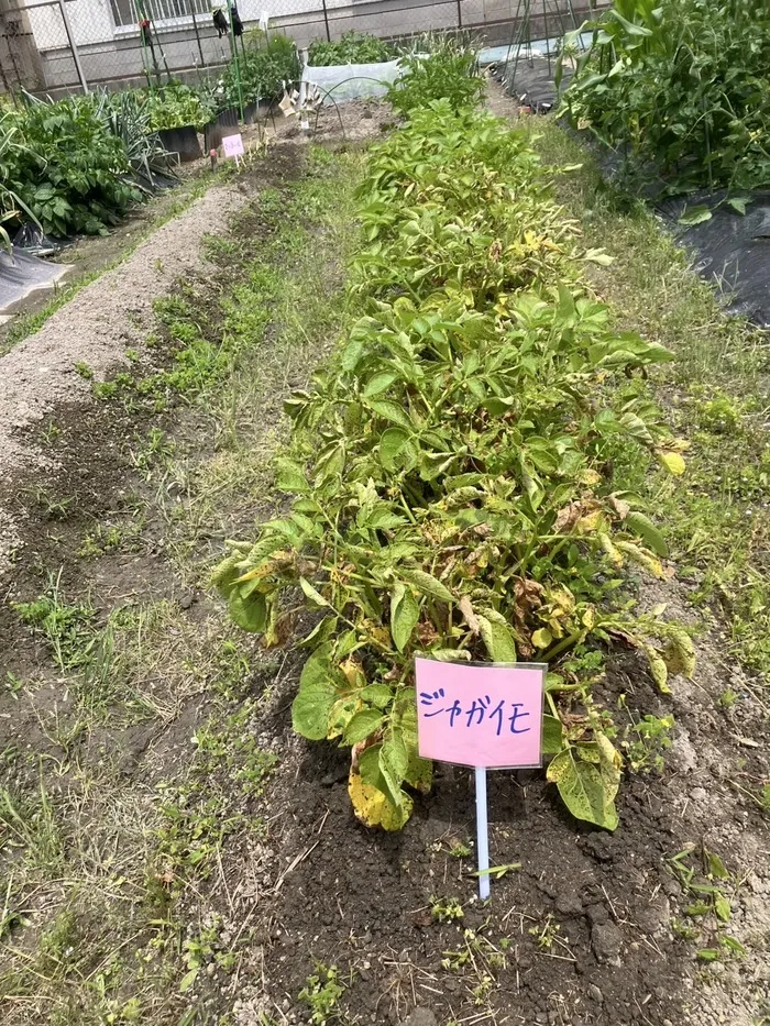 児童発達支援　なかよしくっく/じゃがいもの苗植えをしました!