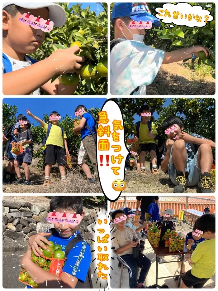 チャレンジ/土曜日イベント　みかん狩り🍊💚　その4(終)