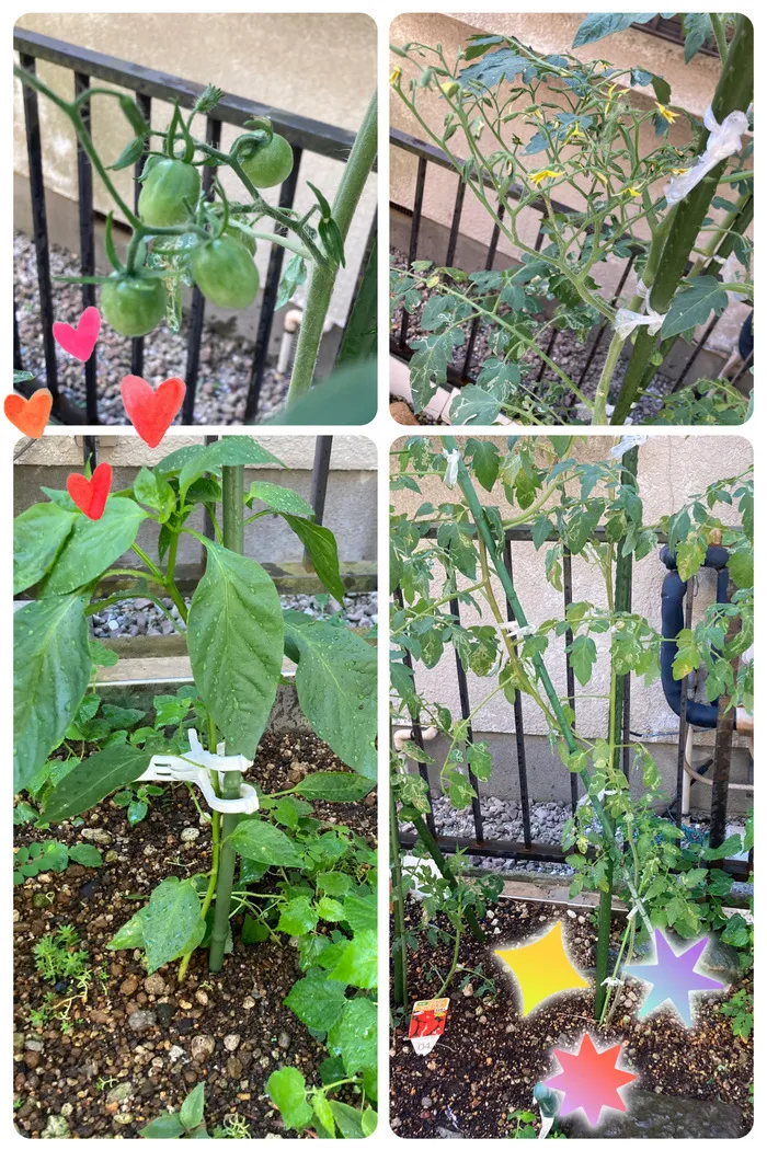 放課後等デイサービス　こすもす/庭育はじまります！！🍅🌱
