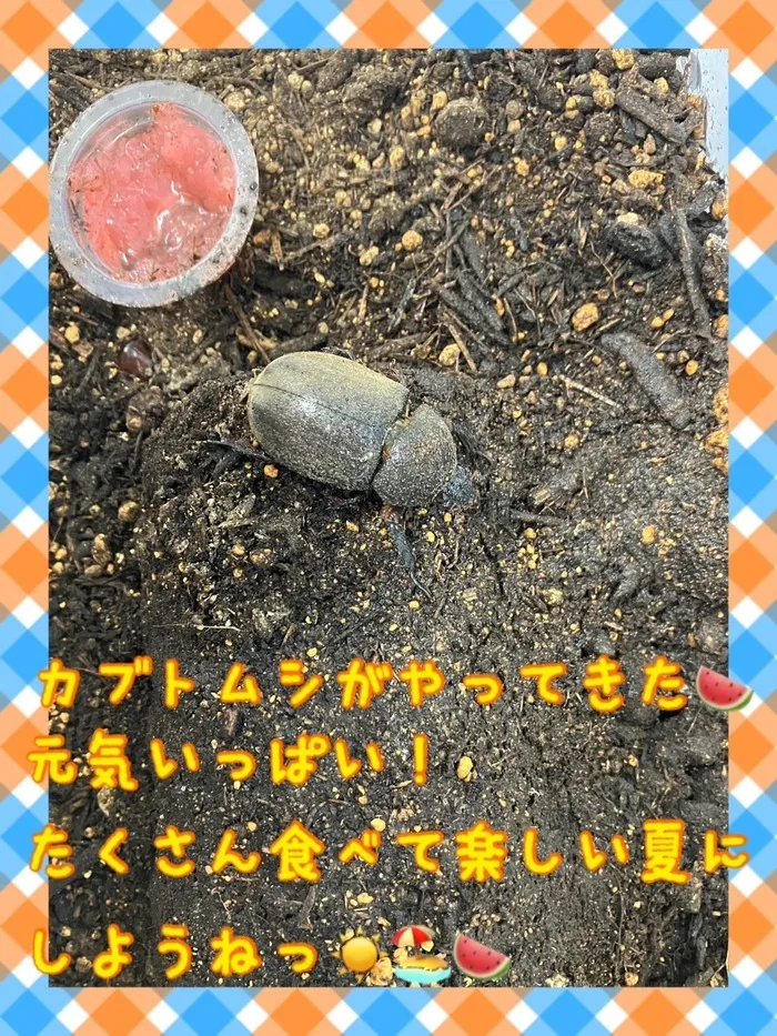 アイダージュニア西浦和教室/カブトムシ🍉