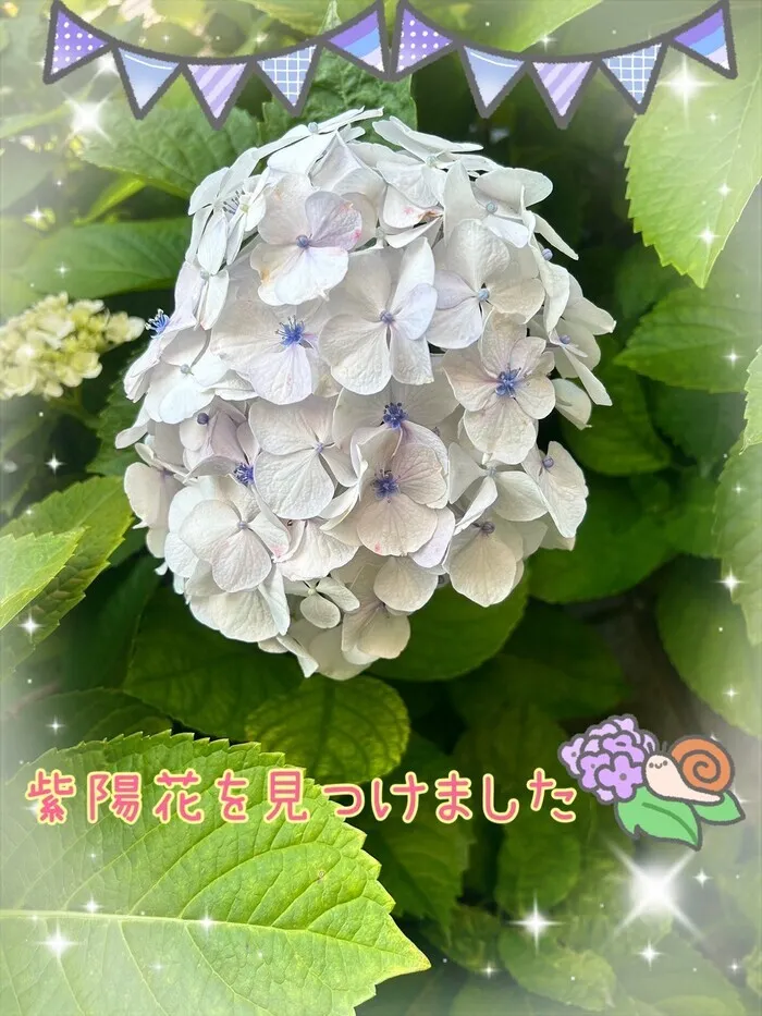 アイダージュニア西浦和教室/紫陽花(*^^*)