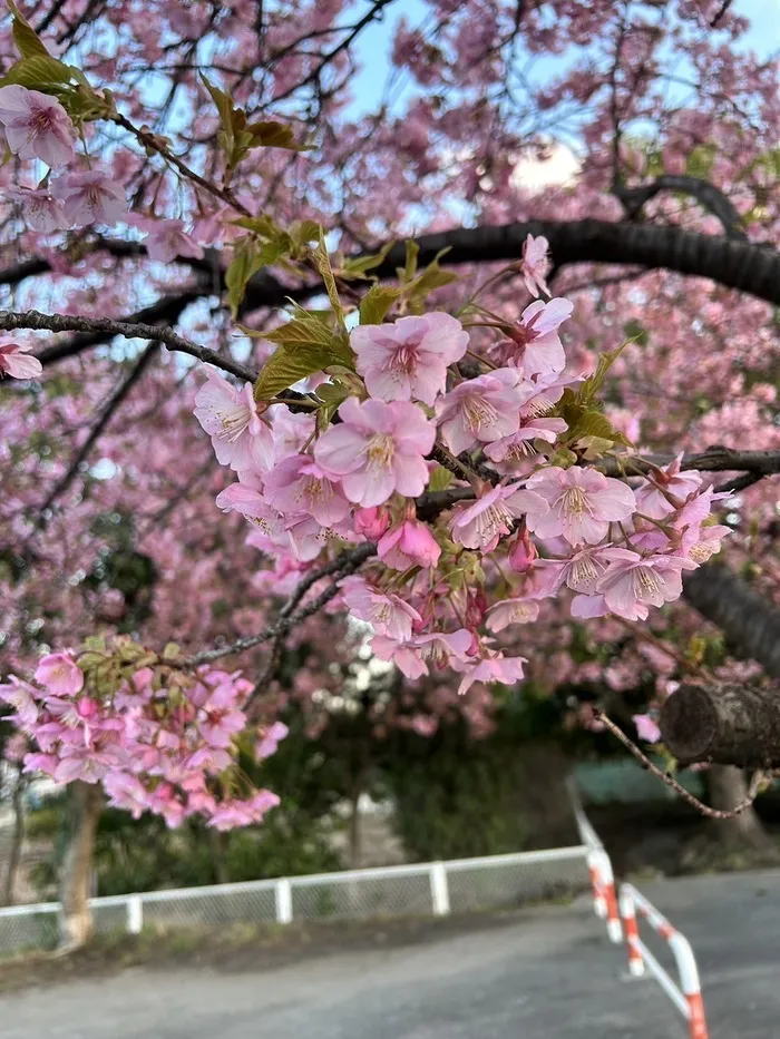 アイダージュニア西浦和教室/桜🌸