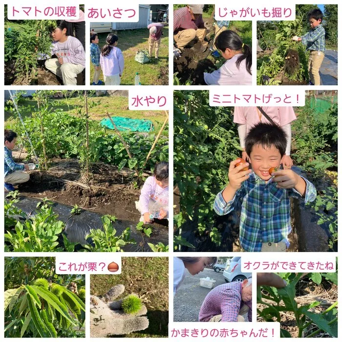 ZEAL　土曜・祝日営業。送迎あり。利用枠に空きあり！！/夏野菜を収穫したよ☆