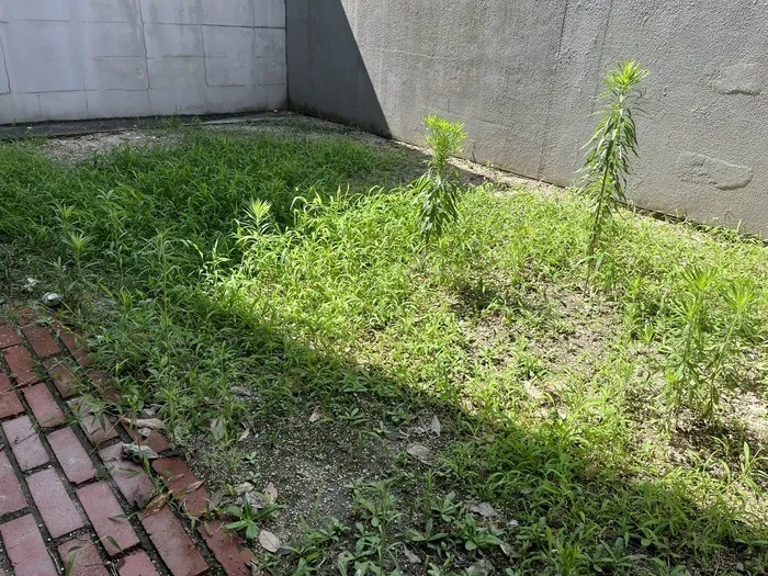  カラカラ　西宮甲子園（2024年5月開校）/お庭の草むしり🍃