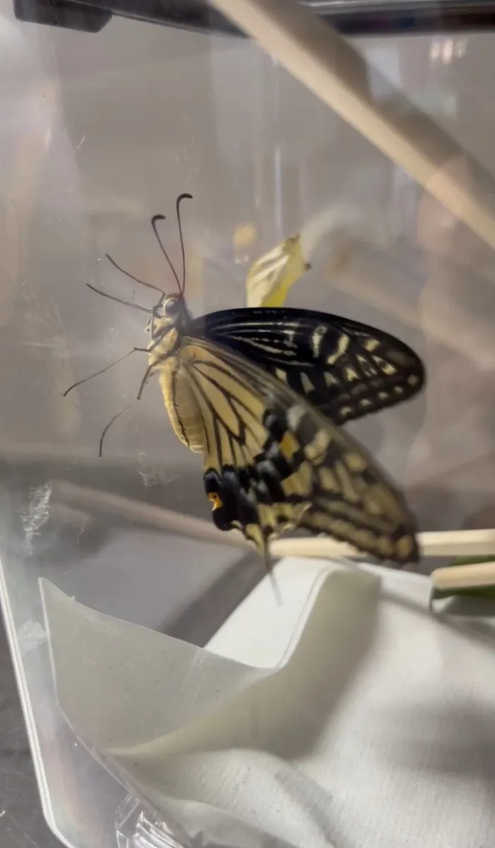  カラカラ　西宮甲子園（2024年5月開校）/あおむしが蝶になりました