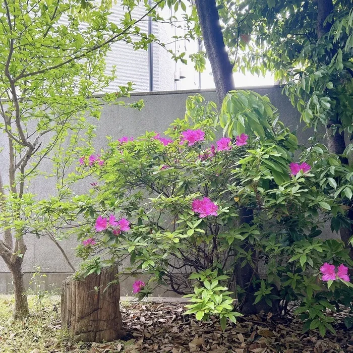  カラカラ　西宮甲子園（2024年5月開校）/つつじの花が咲きました