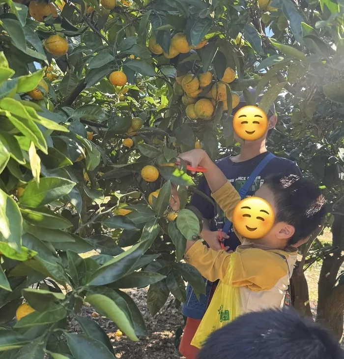 Happiness kids 香椎浜/みかん狩り🍊