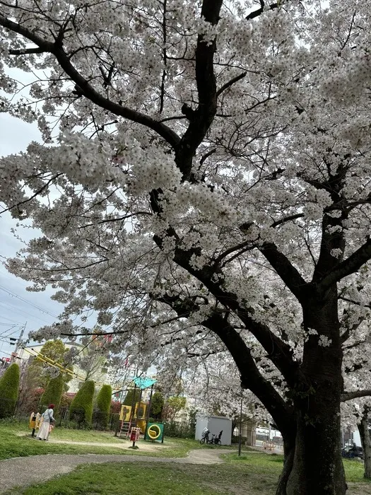 ワナビー城南/桜満開！