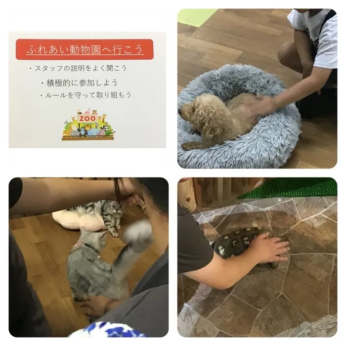 わくわくエイト/今日のプログラムは「ふれあい動物園へ行こう」