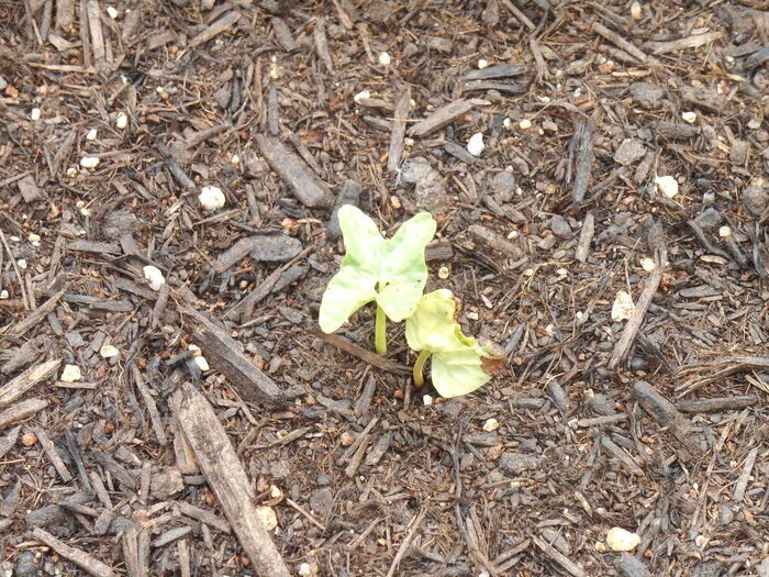 放課後等デイサービス　かけはし/【記録】あさがおの芽がでました🌱