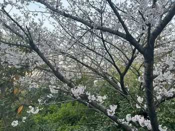 【2024年5月　新規オープン♪】　Linkファミリー☆/事業所の窓から桜🌸