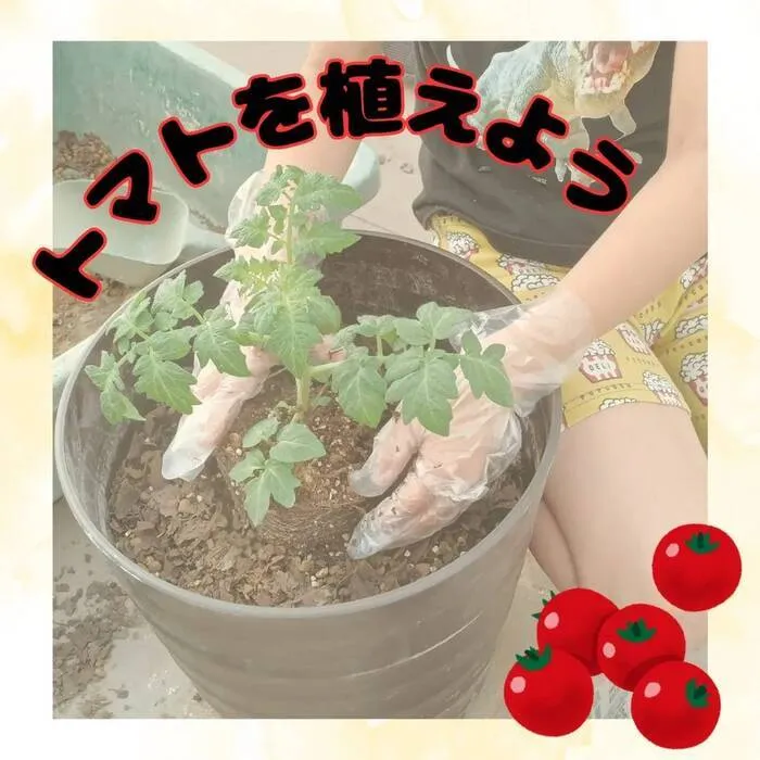 COCORO籠田公園教室/トマトを植えよう🍅