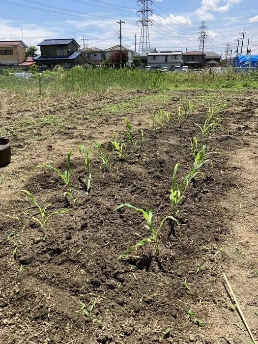 【送迎あり/土曜日もお預かり可能】お気軽にご連絡ください  のびのび広場エミタス川越野田町教室/本日オープン　　のびのび広場エミタス野田教室