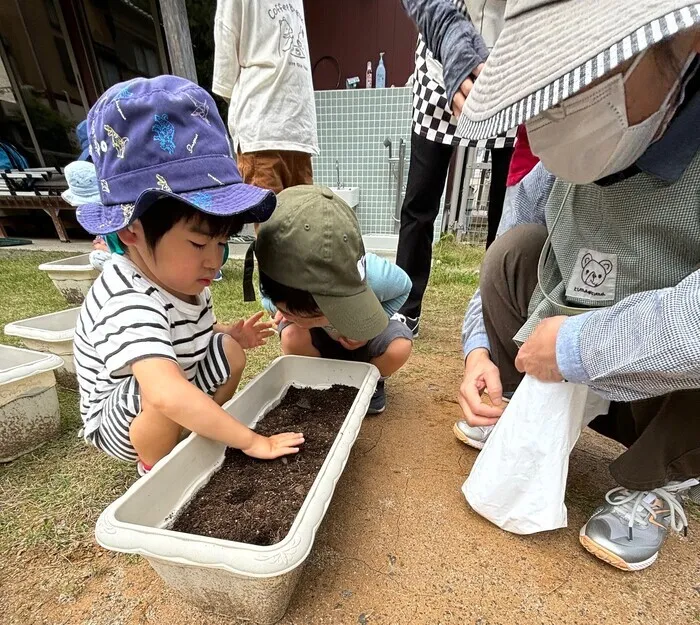 まつぼっくり/球根を植えたよ