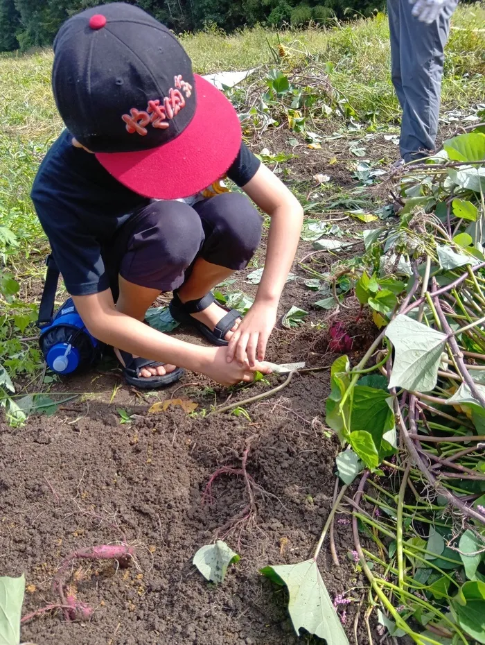 すこやか子ども教室/芋ほりに行ってきました。