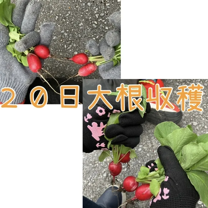 児童デイサービス　ピュア/２０日大根⭐️収穫