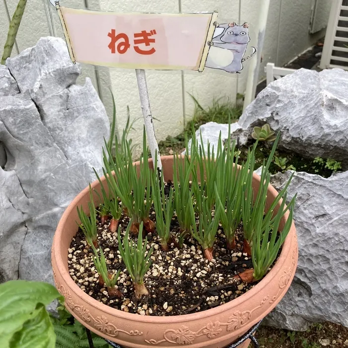 児童デイサービス　ピュア/ネギ🌱２０日大根